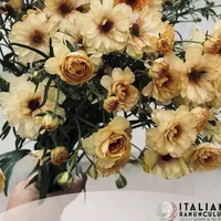 Honey and caramel Butterfly Ranunculus Natura Moderna Dune flower bouquet