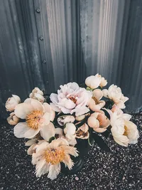 Soft blush peonies blooming at Roam & Ivy Flowers, a Nebraska flower farm and wedding florist.
