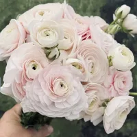 Bouquet of soft blush Ranunculus Cloni Success Hanoi blooms