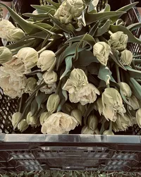 Flowers by Roam & Ivy Flowers for floral installations and event design.