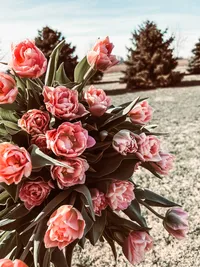 Dreamer Tulips with romantic blush pink and coral double blooms
