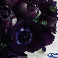 Close-up of Black Hero Tulips with rich dark plum and burgundy blooms