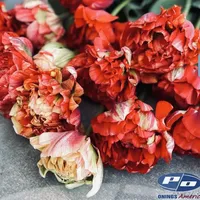Bouquet of Gudoshink Double Tulips with vibrant red and coral peony-like blooms