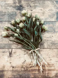 Fresh cut Avant Garde Tulips with creamy white double blooms
