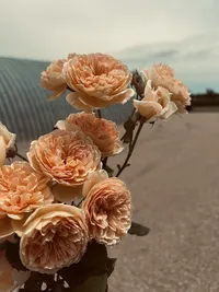 Garden roses prepared for floral installations and event design by Roam & Ivy Flowers in Nebraska.