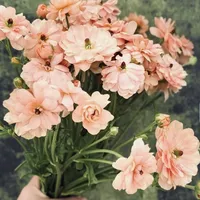 Peach Butterfly Ranunculus Natura Moderna Aurora flowers in bloom