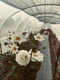 Specialty cut flowers grown by a Nebraska wedding florist.