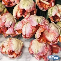Bouquet of Apricot Parrot Tulips with peach, coral and cream ruffled blooms