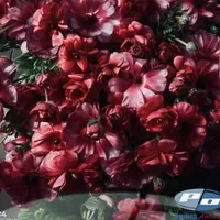 Deep berry red Butterfly Ranunculus Natura Moderna Minuetto flowers