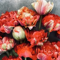 Gudoshink Double Tulips with rich red, coral and cream double blooms