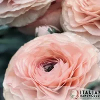 Close-up of coral salmon Ranunculus Cloni Success Nuance flower
