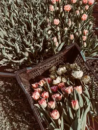 Dreamer Tulips with soft blush pink double blooms growing in the garden
