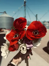 Bright red ranunculus flowers grown at Roam & Ivy Flowers, Nebraska flower farm and wedding florist.