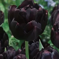 Black Hero Tulip with deep burgundy-black double petals