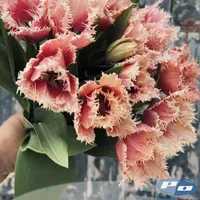 Bouquet of Apricot Parrot Tulips with peach, coral and cream ruffled blooms