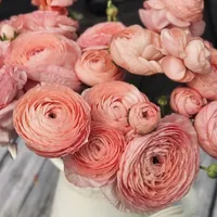 Bouquet of coral and salmon Ranunculus Cloni Success Nuance flowers