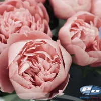lose-up of soft pink Etched Salmon Peony blooms