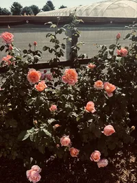 Seasonal roses blooming at the Roam & Ivy flower farm in Aurora, Nebraska.