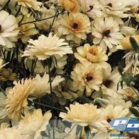 Butterfly Ranunculus Natura Moderna Dune flowers with muted honey and caramel blooms