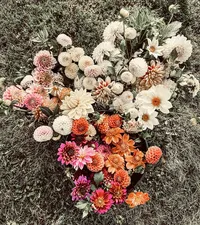 Colorful assortment of farm-grown dahlias harvested at Roam & Ivy Flowers, Nebraska flower farm and florist.