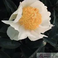 Close-up of creamy white Clair De Lune Peony with yellow stamens