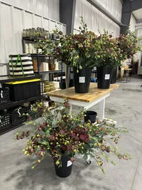 Buckets of freshly harvested flowers displayed inside the greenhouse.