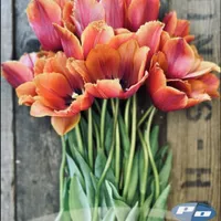 Orange Louvre Tulips with warm copper and coral fringed blooms