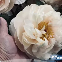 Close-up of creamy blush Pastelegance Peony with golden center