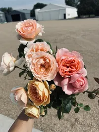 Bouquet featuring blush, peach, and cream garden roses.