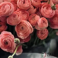 Deep salmon Ranunculus Cloni Success Nuance flowers in bloom