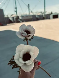 White anemone flower blooming at Roam & Ivy Flowers, a Nebraska flower farm specializing in seasonal blooms.
