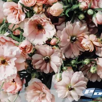 Coral and peach Butterfly Ranunculus Natura Moderna Aurora flowers