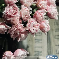 Bouquet of soft blush pink Dreamer Tulips with full double blooms