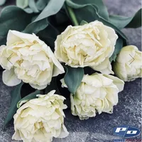 Creamy white Avant Garde Tulips with lush, peony-like double blooms