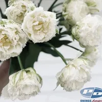 Close-up of white Snow Crystal Tulips with full fringed peony-style blooms