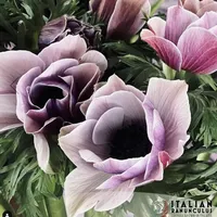 Close-up of lavender and blush Mistral Plus Rarity Anemone flowers