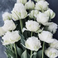 White Snow Crystal Tulips with rounded double blooms and fringed petals