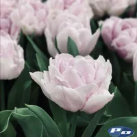 Soft blush pink Katinka Tulips with lush double blooms