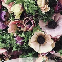 Mistral Plus Rarity Anemones with ivory, lavender and rosy pink blooms