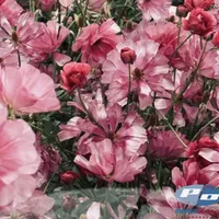 Pink and berry Butterfly Ranunculus Natura Moderna Minuetto blooms