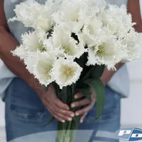 Bouquet of white Noordeinde Tulips with tall stems and fringed petals