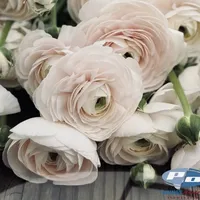 Close-up of pale blush Ranunculus Cloni Success Hanoi flowers