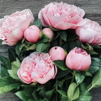 Etched Salmon Peony flowers blooming in the garden