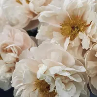 Creamy blush Pastelegance Peony flowers in full bloom