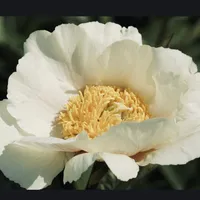 Clair De Lune Peony flower with creamy white petals and golden yellow center