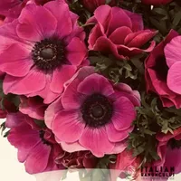 Vibrant fuchsia pink Anemone Mistral Fucsia flowers with dark centers