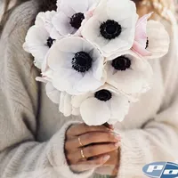 Bouquet of white Panda Bianco Anemones with dramatic dark centers