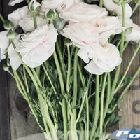 Fresh cut Ranunculus Cloni Success Hanoi flowers with pale blush petals