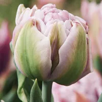 Close-up of a Katinka Tulip with soft lavender pink and green petals