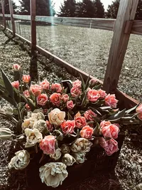 Collection of heirloom flowers grown and harvested at the Roam & Ivy flower farm in Aurora, Nebraska.